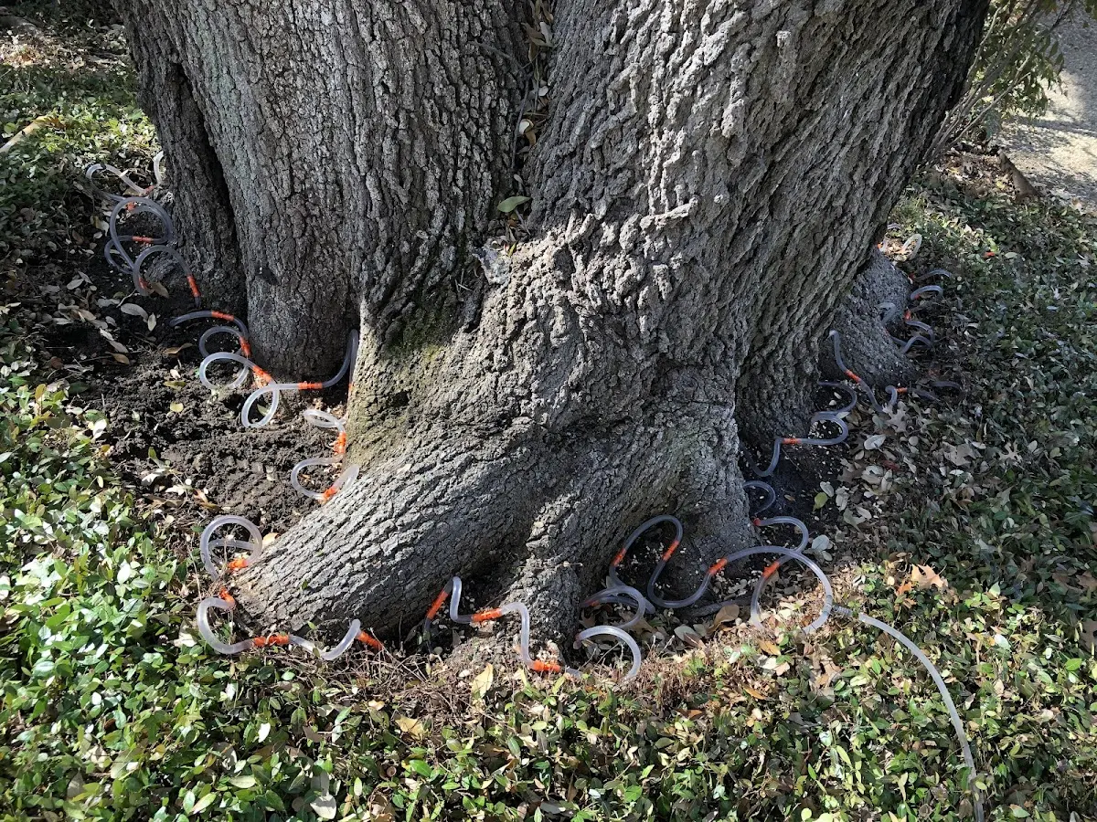 Detailed Tree Cabling and Bracing job site in Oden
